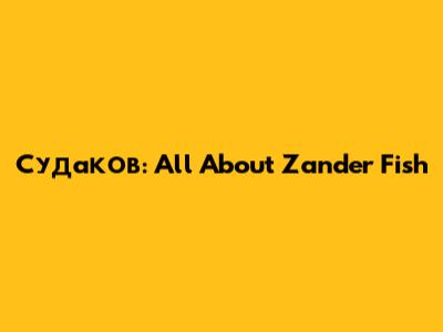 Судаков: All About Zander Fish