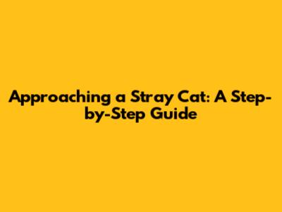 Approaching a Stray Cat: A Step-by-Step Guide