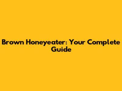 Brown Honeyeater: Your Complete Guide
