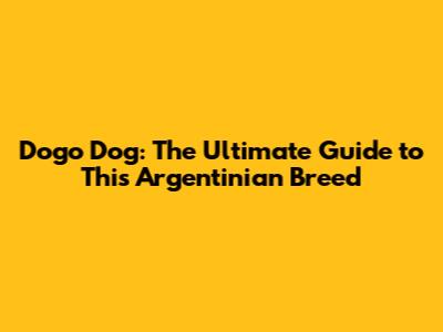 Dogo Dog: The Ultimate Guide to This Argentinian Breed
