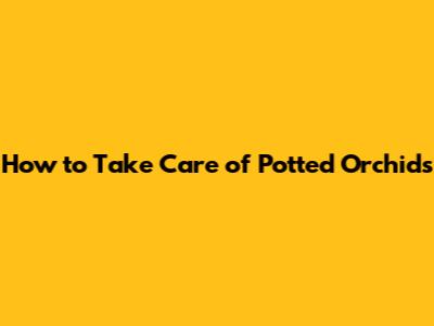 How to Take Care of Potted Orchids